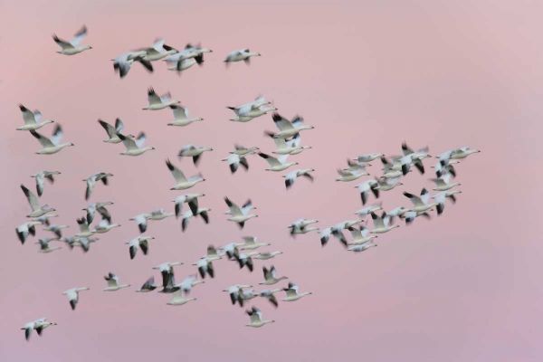 New Mexico Snow geese in flight against pink sky